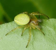 Brightly coloured jumping spider jumping spider spider beaded. Cucumber Green Orb Spider Naturespot