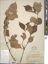 Image result for Mostuea