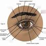 Retina anatomy from quizlet.com