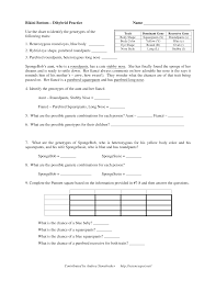 The worksheets were created by tracy and posted on her website, sciencespot.net ().i created a google slides presentation for my 7th graders to help them set up, solve, and analyze punnett squares. Sponge Bob Dihybrid