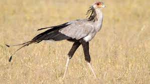 what secretary bird scientific name and their ecosystem role chim săn mồi động vật đại bang