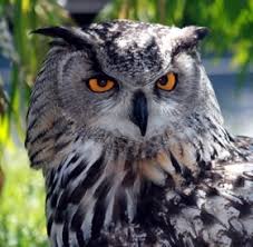While owls tend to prefer rodents, they will prey on what is present to hunt owls do eat cats. Eagle Owls Are They Making A Comeback In Britain Game And Wildlife Conservation Trust