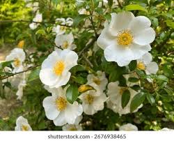 Image result for Rosa laevigata