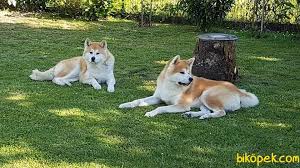 Japon Akita Inu Yavrularimiz Hachiko Yavrulari 240902 Bikopek Com