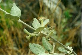 Image result for Fadogiella