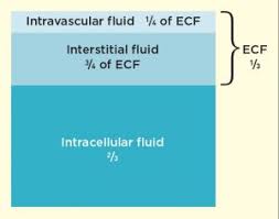 Fluid Therapy In Hospitalized Patients Part 1 Patient