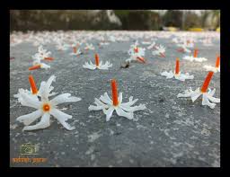 Parijat Night Jasmine Flower At Dehradun Uttarakhand India Flower Wallpaper Leaf Flowers Amazing Flowers