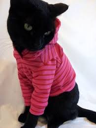 These kitties are here to prove that cats truly are the best kind of friends. 16 Cats Wearing Clothes Ideas Cats Crazy Cats Cats And Kittens