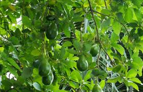 Wsu is getting ready to distribute the first trees to farmers, and consumers should see some fruit available by 2020. Tree Spotlight Avocado Canopy Canopy