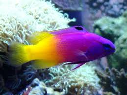 So sit back relax and enjoy. Learn The Types Of Fishes In Finding Nemo Aquatic Veterinary Services