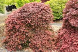 We did not find results for: Acer Palmatum Orangeola Acer Palmatum Dissectum Orangeola Orangeola Japanese Maple Orangeola Weeping Japanese Maple Plant Lust