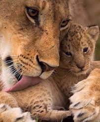 Pin By Cocoa Chocolat On Vad Lion Pictures Big Cats Wild Cats
