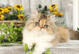 What i wonder is whether the name persian is related with this word or not. Pin On Calico Persian Kittens