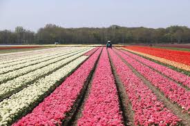 You can't visit us at the moment, but we hope that in #visitnetherlands. Blumenprognose Wann Ist Die Tulpenblute In Holland Tulpenfest Amsterdam