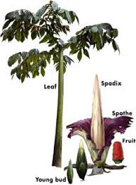 The first corpse flower ever to bloom through cultivation took place in london in 1889. Blooming Of The Titan Arum