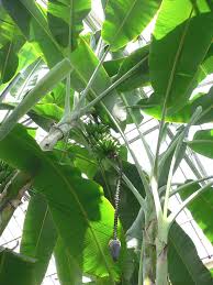Image result for Musa acuminata