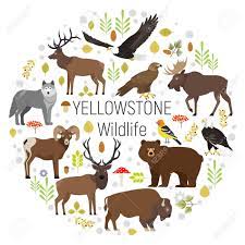 Popular yellowstone national park categories. Circle Vector Set Of Plants And Yellowstone National Park Animals Royalty Free Cliparts Vectors And Stock Illustration Image 68501234