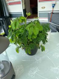 Image result for Mimosa pudica
