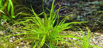 Image result for Blyxa