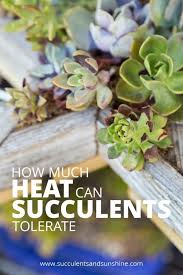 Succulents that are in the ground naturally stay cooler because the ground doesn't heat up as quickly as pottery. Succulent Sunburn And Too Much Heat Succulents And Sunshine