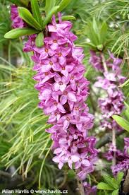 Image result for Daphne mezereum