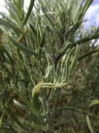 Image result for Hertia