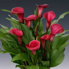 Image result for Zantedeschia