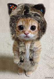 Self Explanatory Bayi Hewan Kucing Bayi Anak Kucing Menggemaskan