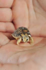 5 Pets That Are Easy To Take Care Off Cute Animal Photos Baby Animals Super Cute Baby Tortoise