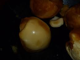 Image result for Cola natalensis