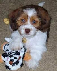 Black And White Shih Tzu Dachshund Mix Abigail The Schweenie Designer Dog Photo Gallery 9419 Schweenie Designer Dogs Dog Photos