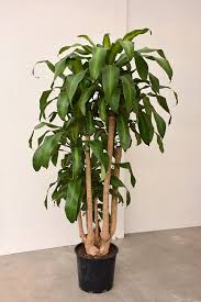 Image result for Dracaena fragrans