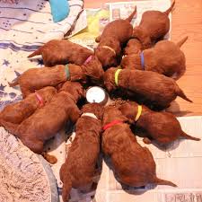 You will find goldendoodle dogs for adoption and puppies for sale under the listings here. F1 Standard Goldendoodles