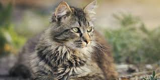 kedilerde gorulen hastaliklar nelerdir kedi hastaliklarini ogrenin blog luka pet market kedi ve kopekler hakkinda faydali bilgiler