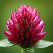 Image result for Trifolium polystachyum