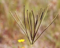 Image result for Chloris roxburghiana