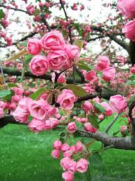 17 dwarf trees that are perfect for small spaces. Our Flowering Crabapples Make For Better Homes And Gardens Upshoot