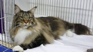 Where do you need the cat grooming? Pin On Maine Coon Cats And Kittens