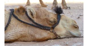 Camels are mostly used by nomadic people of africa and asia; The Perl Shop Auf Twitter Be A Lazy Camel And Load Modules Only When You Actually Need Them Konstantin Uvarin Dallaylaen Releases Module Lazy To Postpone Module Loading Until Actually Used It Cut