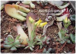 恐るべし生命力 花うららの葉挿しからお花咲くの巻 多肉植物 Nonohana色
