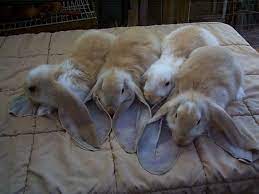 28 English Lop Bunnies For Sale In Houston Tx Cute Baby Bunnies English Lop Lop Bunnies