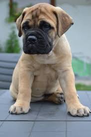 Loading Bull Mastiff Dogs Bull Mastiff Mastiff Puppies