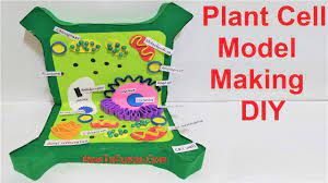 Check spelling or type a new query. Plant Cell 3d Model Making Diy For Science Fair Project Howtofunda Youtube