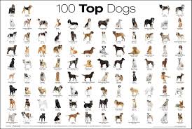 A Chart Of The Top 100 Dog Breeds Cute Dogs Puppies