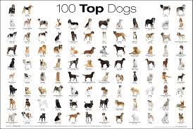 a chart of the top 100 dog breeds dog breeds chart dog