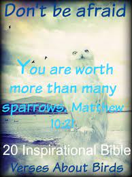 Birds, features of beasts birds. 50 Inspirational Bible Verses About Birds Birds Of The Air