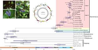 Image result for Monochoria africana