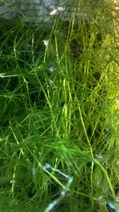 Image result for Najas graminea