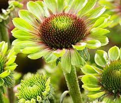 Green Twister Coneflower In 2020 Long Blooming Perennials Planting Bulbs Green