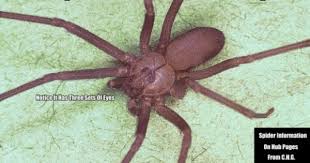 Pin On Spiders Spiders Spiders